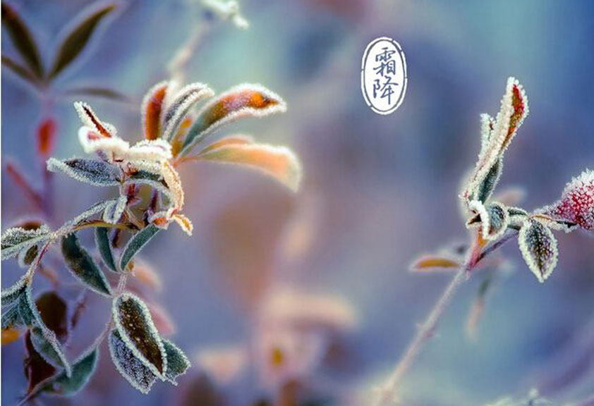  秋意濃、寒氣重、霜降至、重陽到